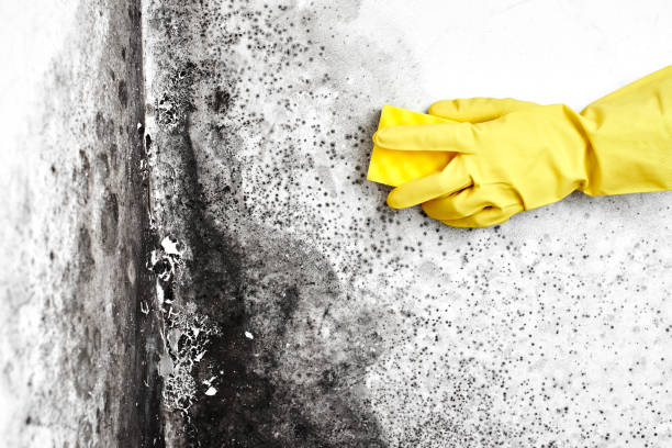 Crawl Space Mold Removal in Auburn, KS
