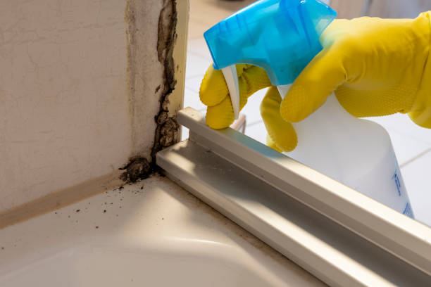 Best Mold Removal Company Near Me  in Auburn, KS