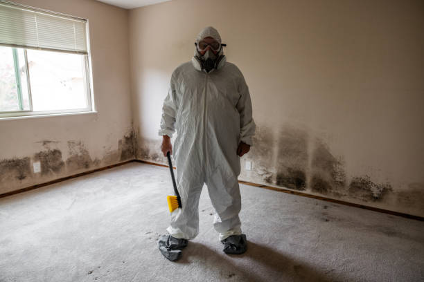 Best Certified Mold Removal  in Auburn, KS