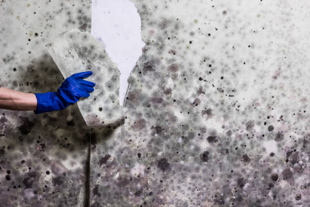 Best Crawl Space Mold Removal  in Auburn, KS